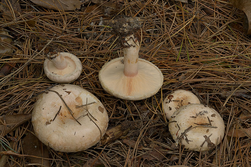 Lactarius pubescens